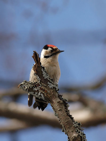 Pikkutikka, Lesser Spotted Woodpecker, Dendrocopos minor